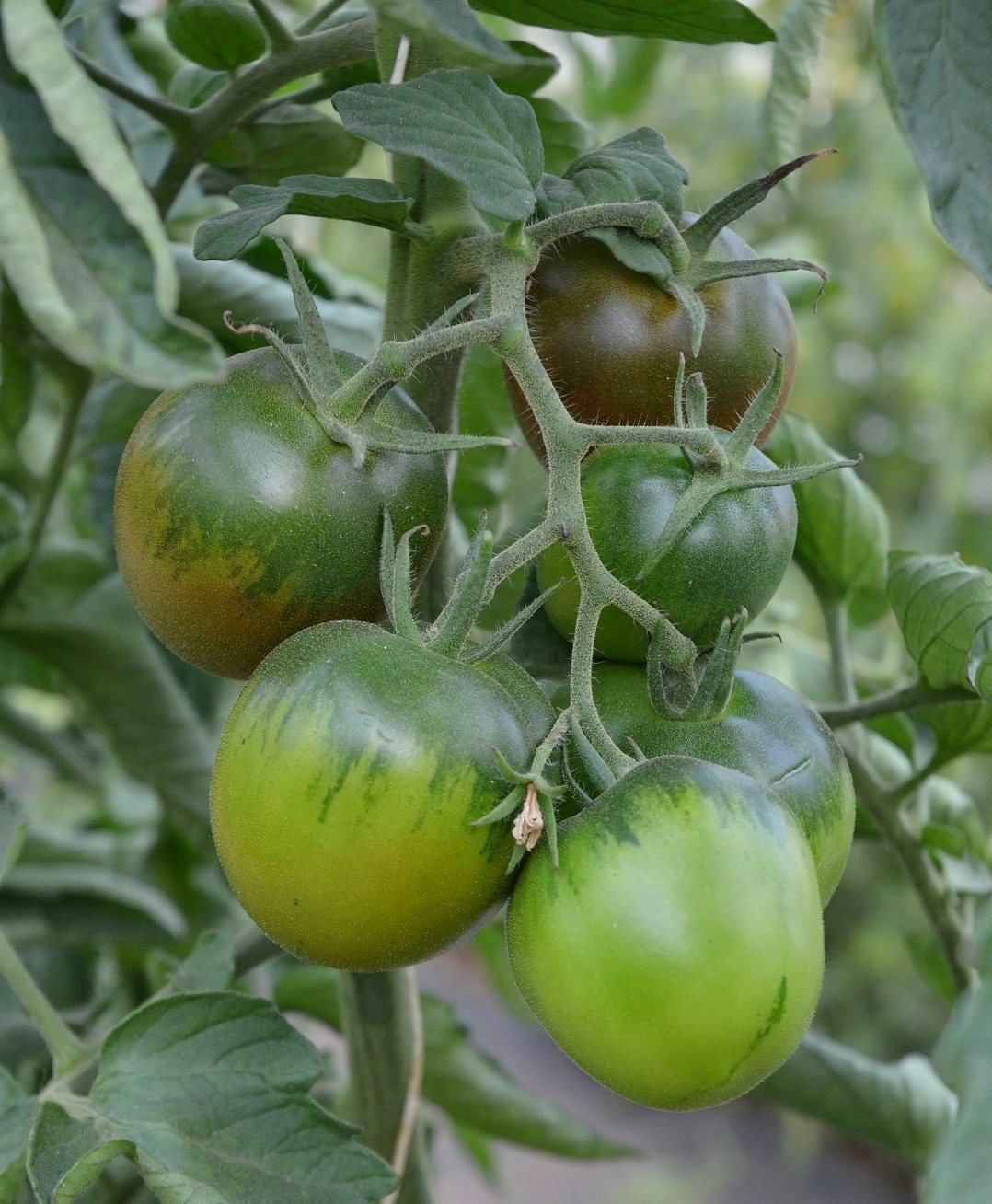 tomaten preith (4)