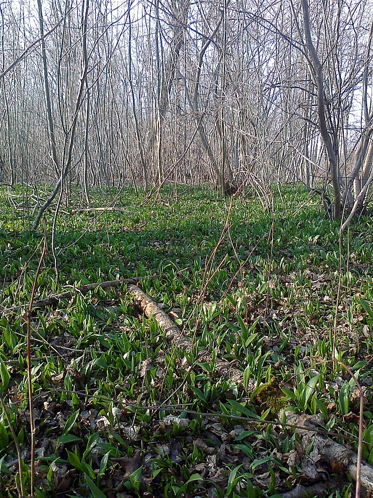 bärlauch I (2)