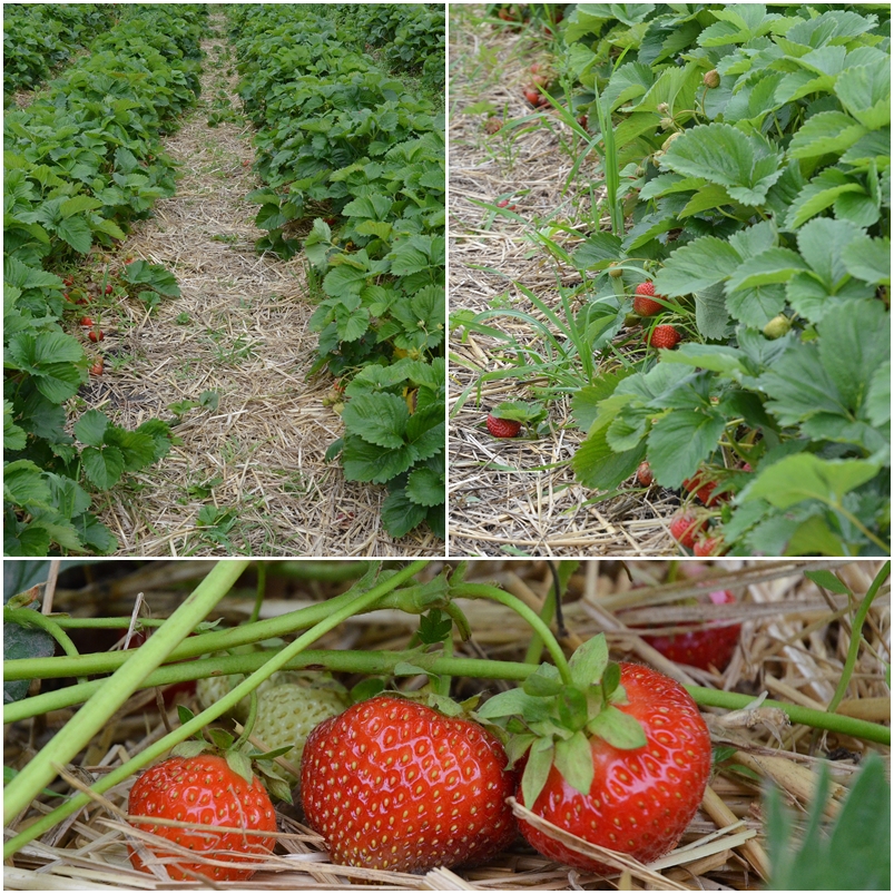bio erdbeeren (1)