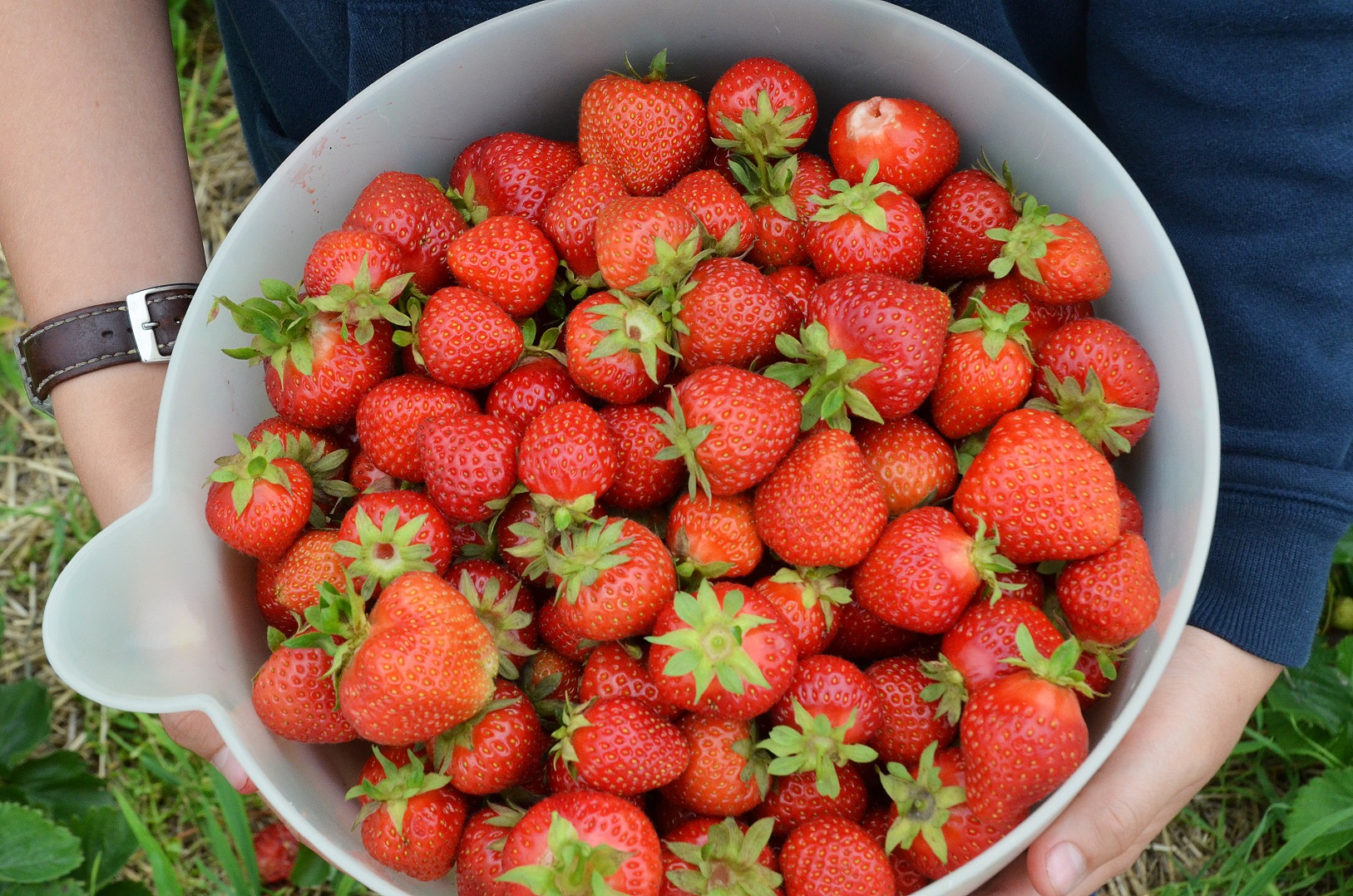 bio erdbeeren (3)