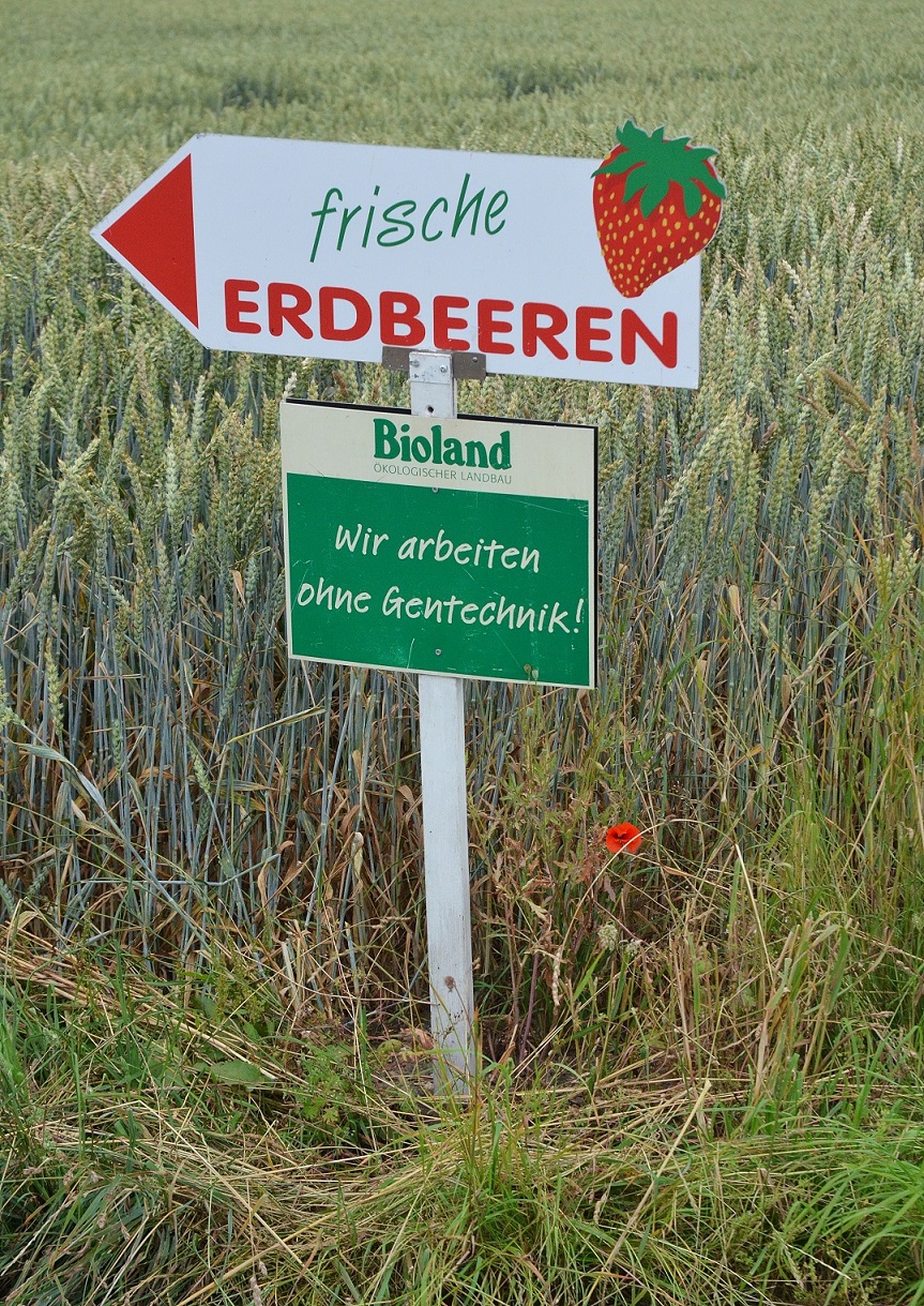 bio erdbeeren (6)