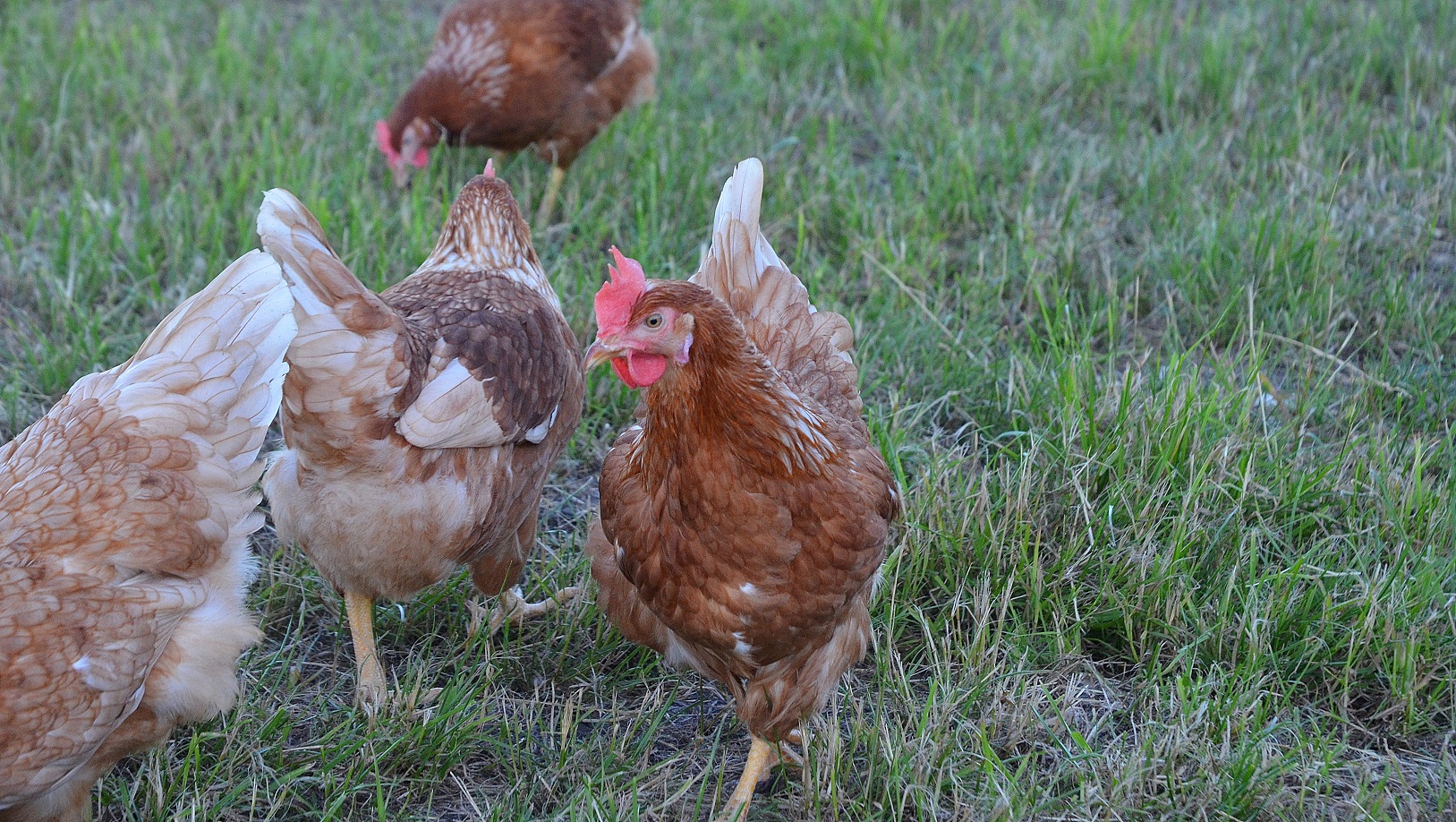 freilandhuhn (6)