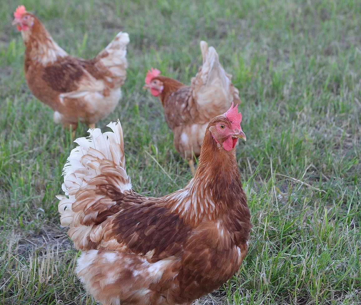 freilandhuhn (8)