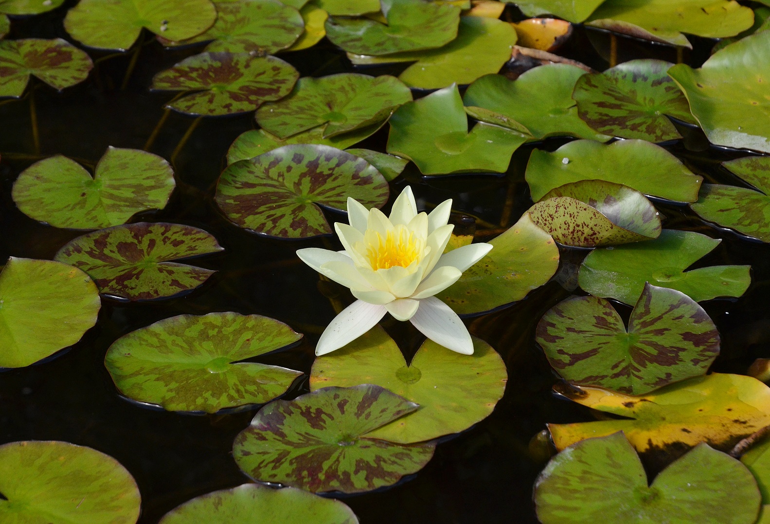 hortus medicus (14)