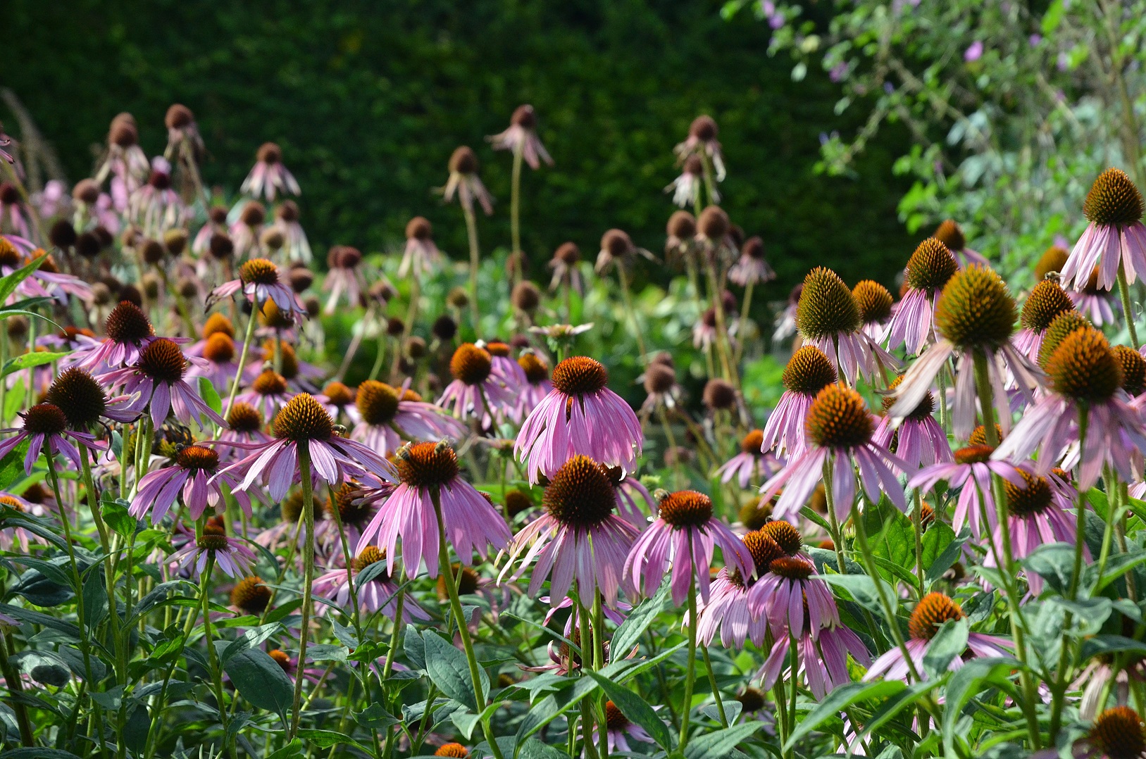 hortus medicus (2)