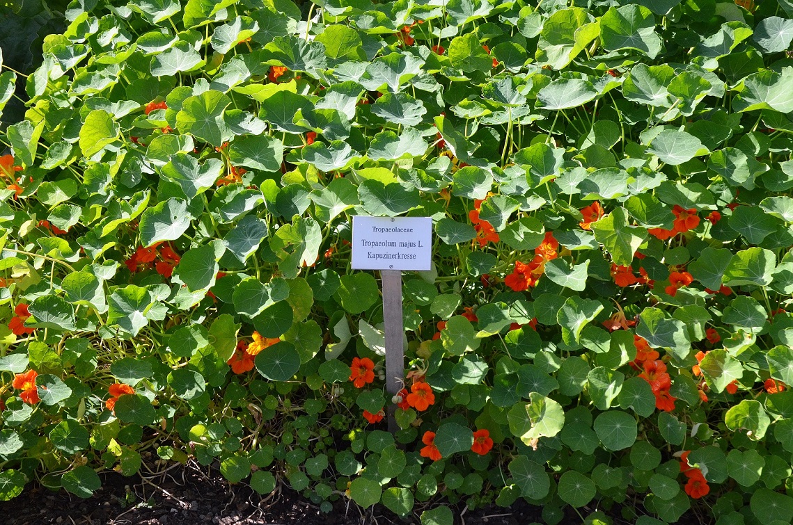 hortus medicus (8)