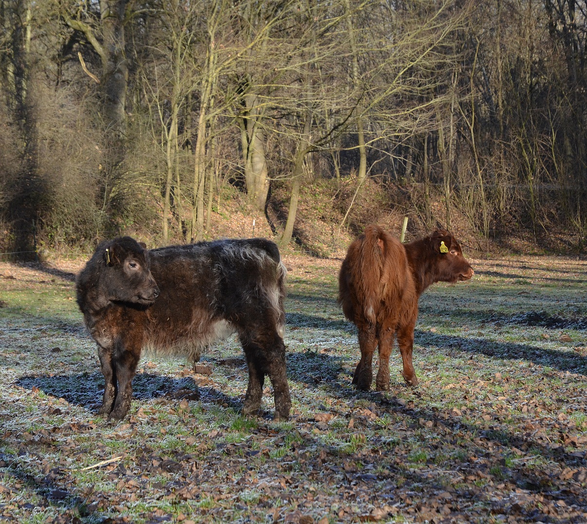 highland-cattle-1