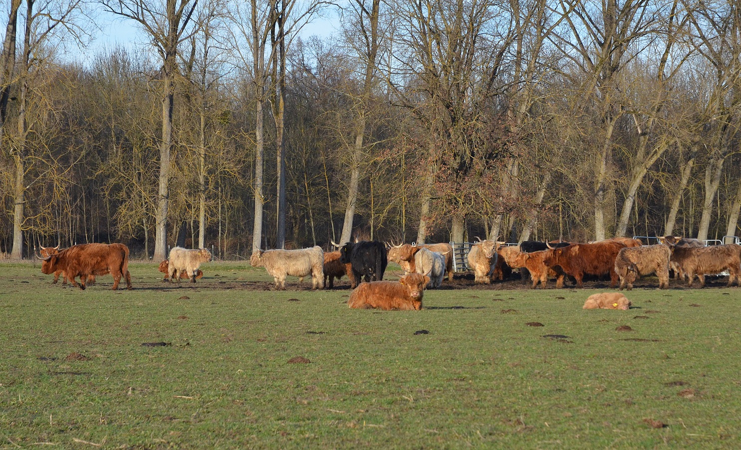 highland-cattle-10