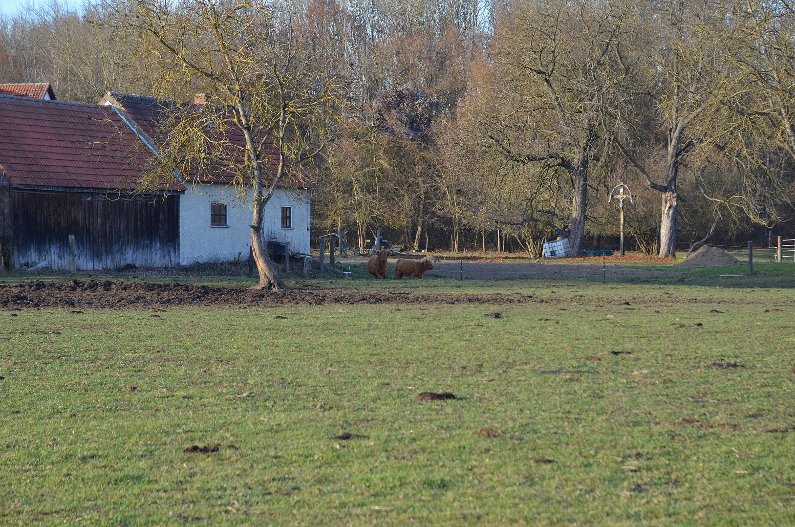 highland-cattle-11