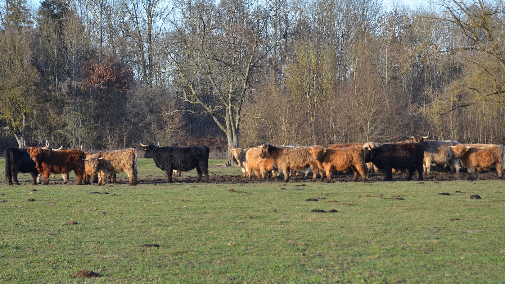 highland-cattle-13