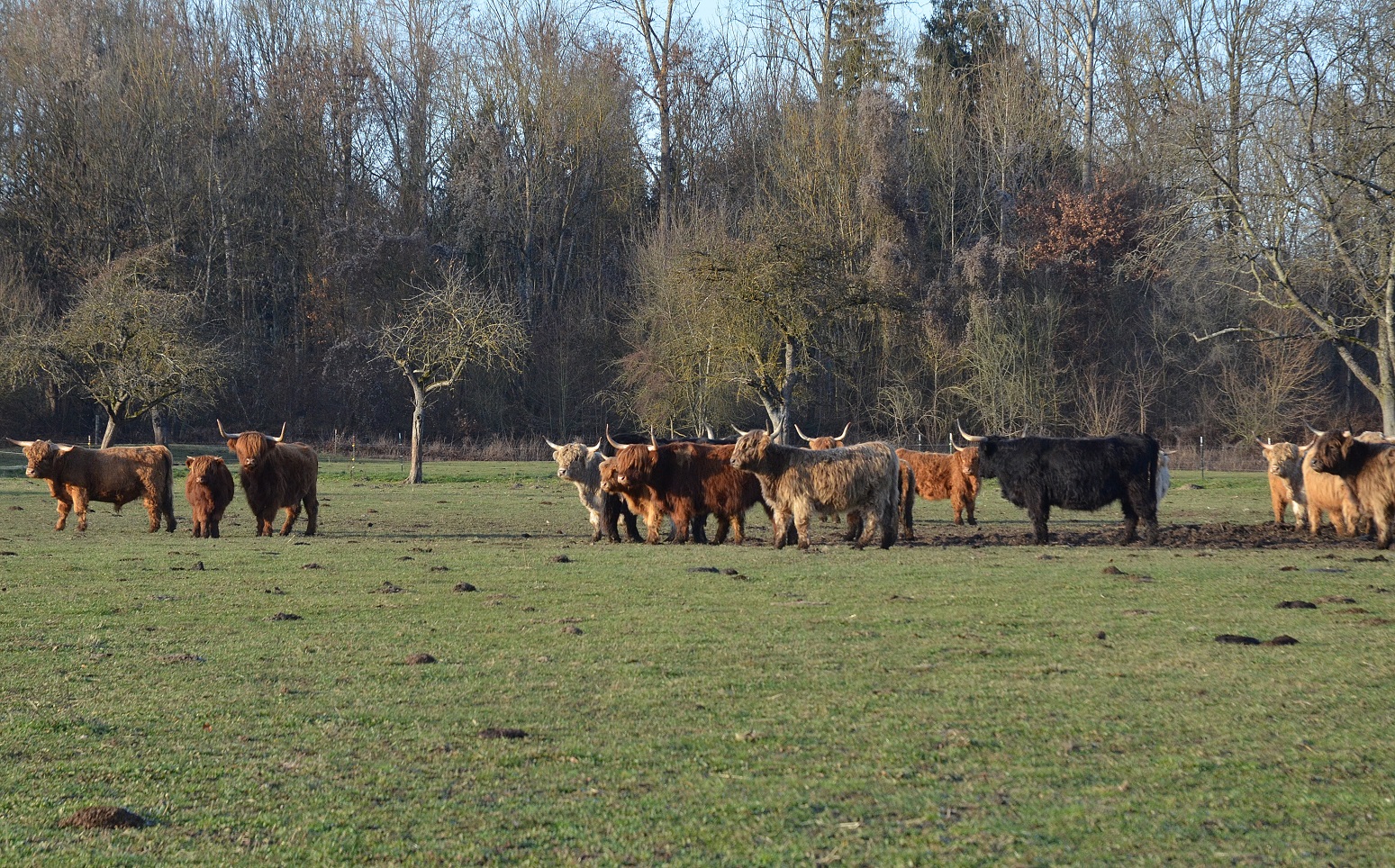highland-cattle-14