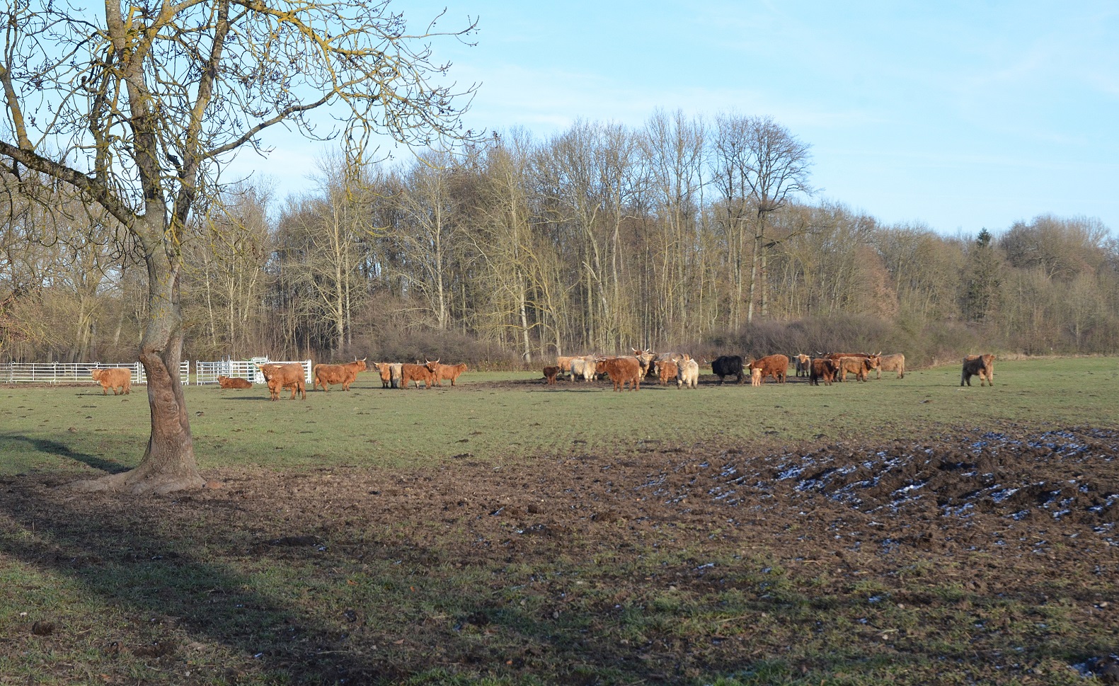 highland-cattle-15