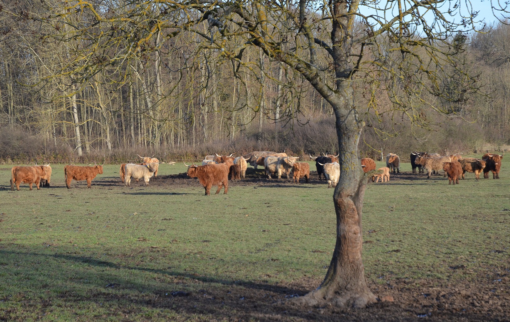 highland-cattle-16