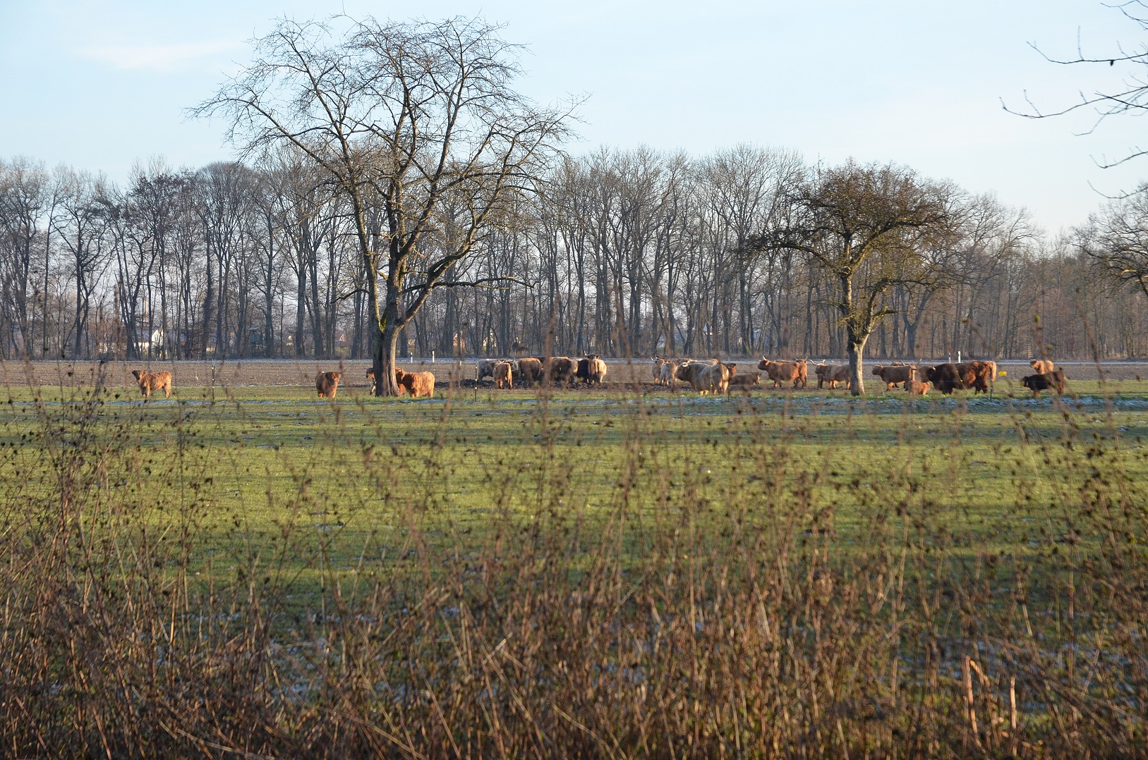 highland-cattle-18
