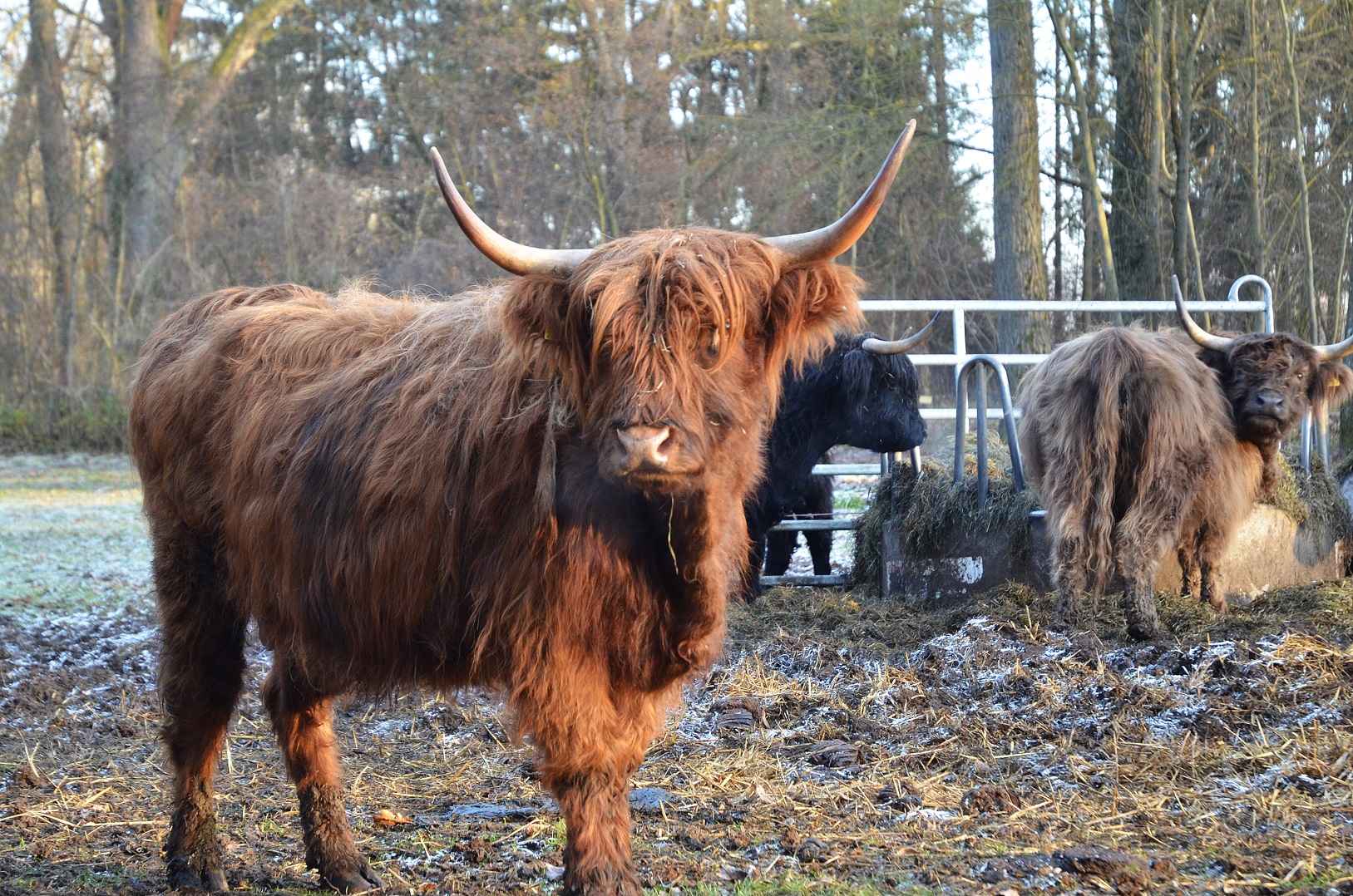 highland-cattle-20