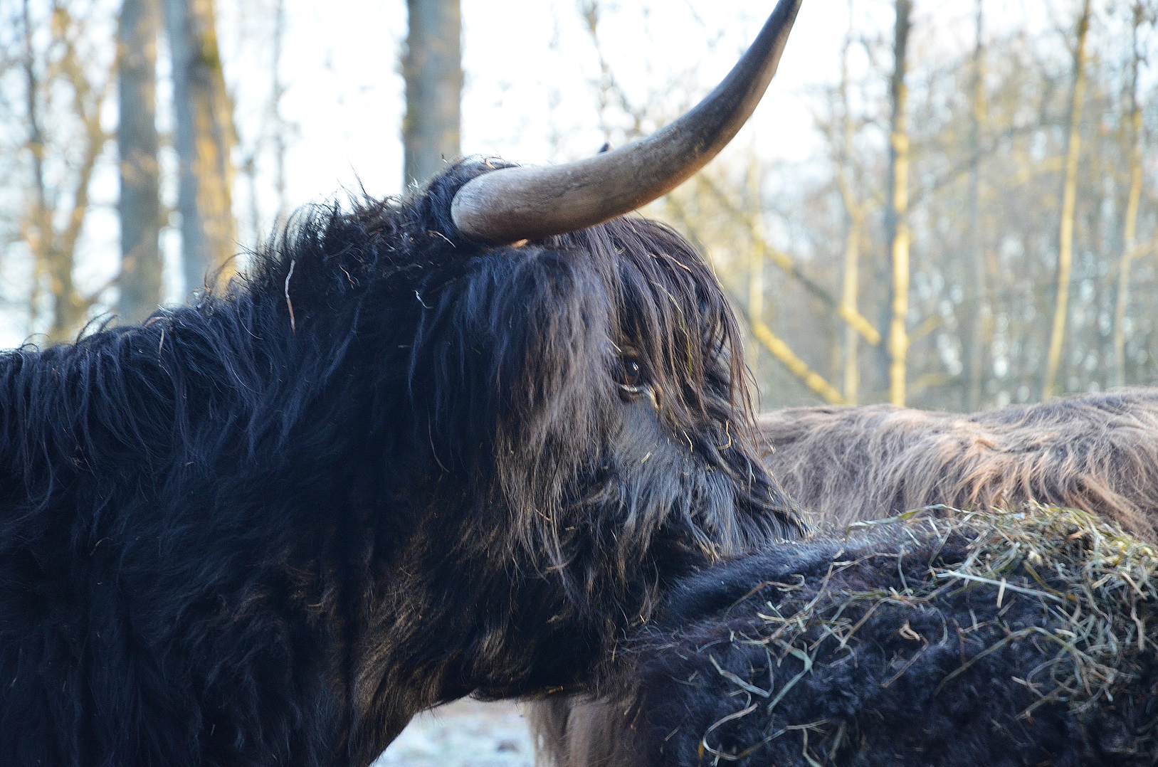 highland-cattle-28