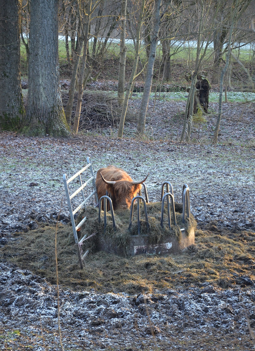 highland-cattle-29