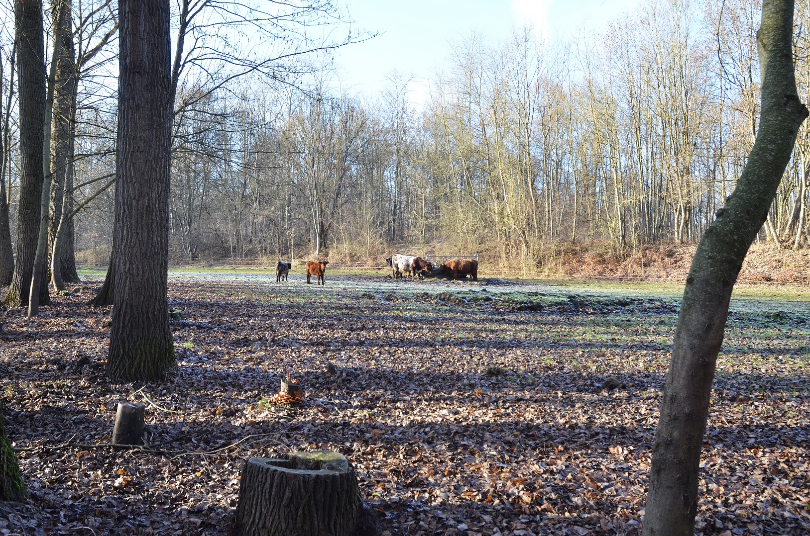 highland-cattle-3