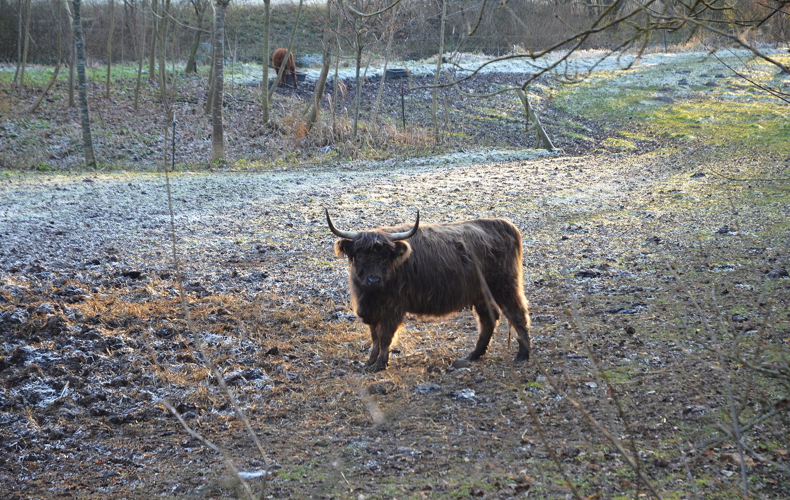 highland-cattle-30