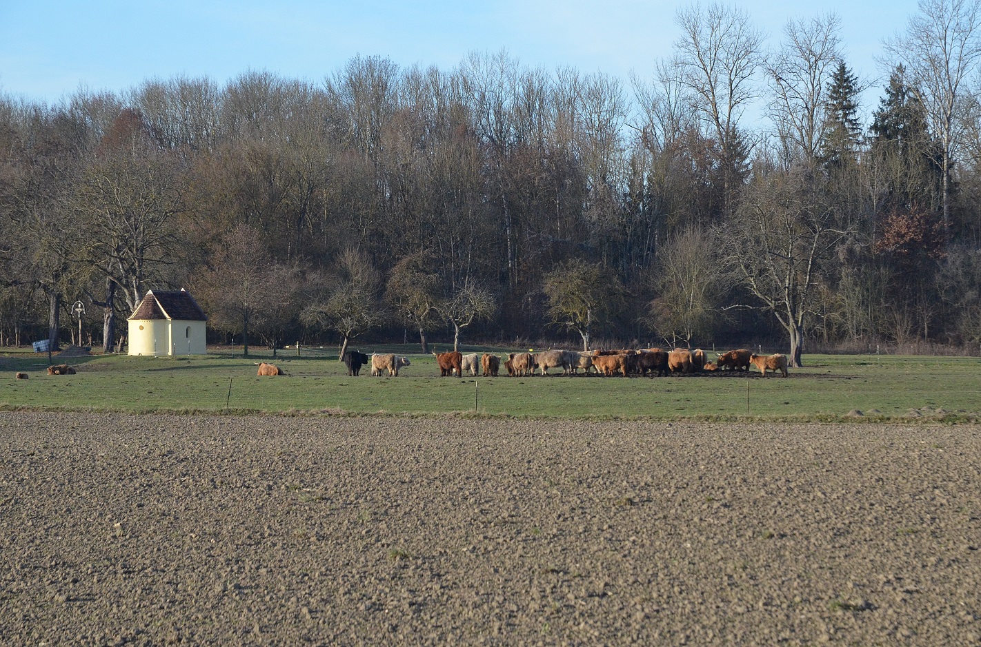 highland-cattle-9